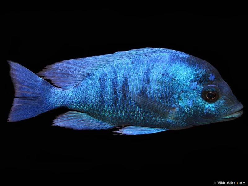 Placidochromis sp. 'phenochilus gissel' Chiofu Bay